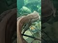 Wow So Amazing Watching This Mertens Monitor Swimming So Gracefully And The GiantGators Summer Swim