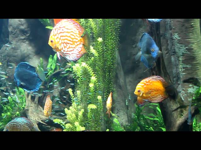 Absolutely Beautiful Discus Fish At The Worlds Largest Aquarium The Georgia Aquarium