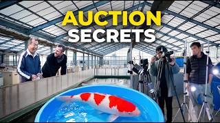 Buying Koi in Japan 🇯🇵 | Behind the Scenes at Ogata Koi Farm