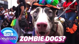 What's Weirder: Sheep Invasion or Zombie Festival? 🐑 🧟 | Newsround