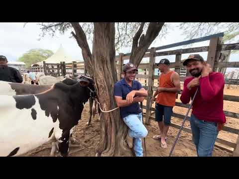 Feira de Gado de Monteiro PB 07/02/2026