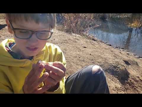 Beavers, filtered water and donuts!
