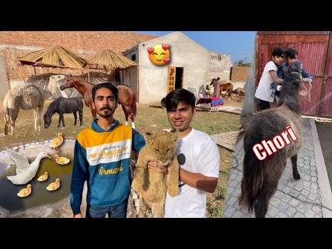 Sw Pet House Wale Waleed Aur Mamu Ka Big Zoo Visit Kia ❤️ Chachu Ne Waleed Ka Horse Chori Kar Lea ????