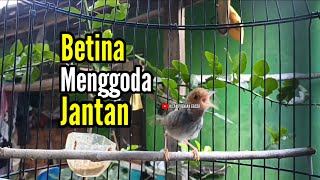 Download lagu PRENJAK BETINA ( Masteran Prenjak Betina Gacor Istimewa Suara Jernih Menggoda Prenjak Jantan ). mp3