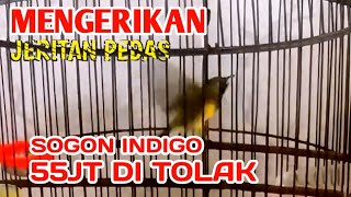Download lagu Mengerikan JERITAN pedas FULL tembakan ngeleper GANAS sogon Indigo Viral mp3