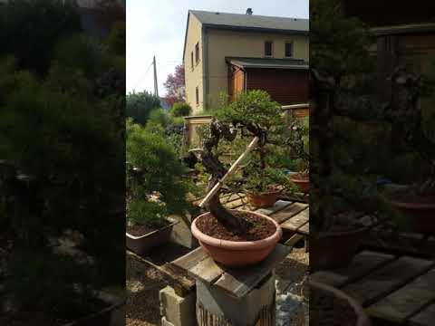jardin bonsai 2020  2 eme partie