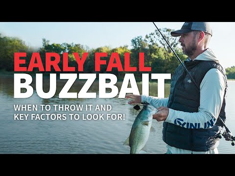 Early Fall BUZZBAIT! (When & Why you should throw it)