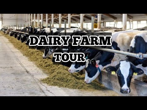 Mallig Dairy Farm Tour❤️ | Fresh Milk | EasymichaelTV #dairyfarm #milkproduction #EasymichaelTV