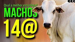 Engorda de BOVINOS: Como Preparar Seu GADO para a Venda com Lucro #pecuária