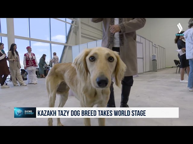 Казахский тазы покоряют мировой пьедестал