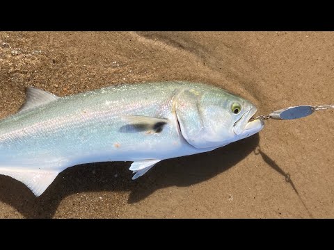 Searching For the First Bluefish of the Season - New England