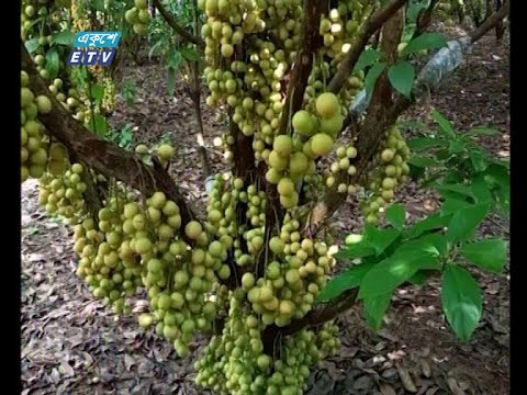 চাহিদা বাড়ছে জংলি ফল হিসেবে পরিচিত লটকনের