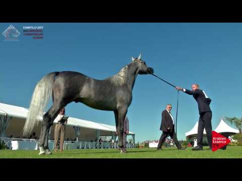 N.73 IZAN AL CAPE - Chantilly 2017 European Breeders'Championship - 3 Years Old Colts (Class 7)