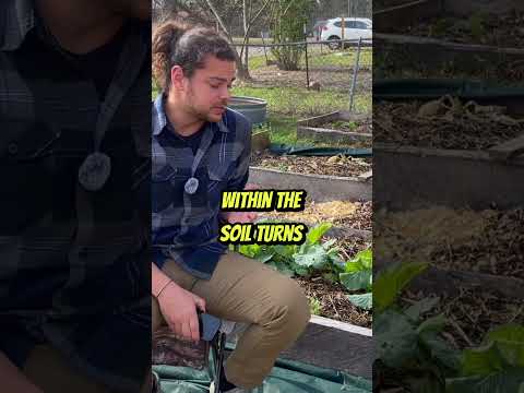 Brassicas & Actinobacteria: Soil Health Synergy #shorts