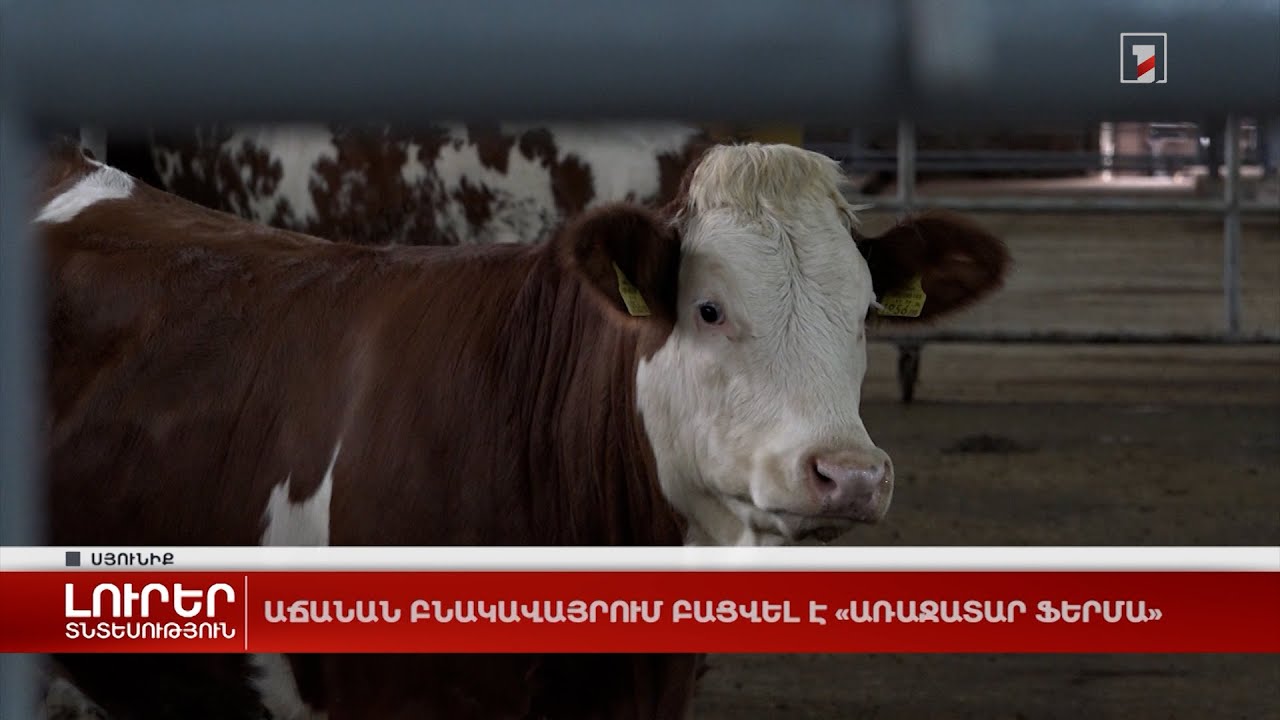 Կաթի և մսի շուկաները՝ ֆերմերներին ավելի հասանելի. Աճանանում առաջատար անասնաֆերմա է բացվել