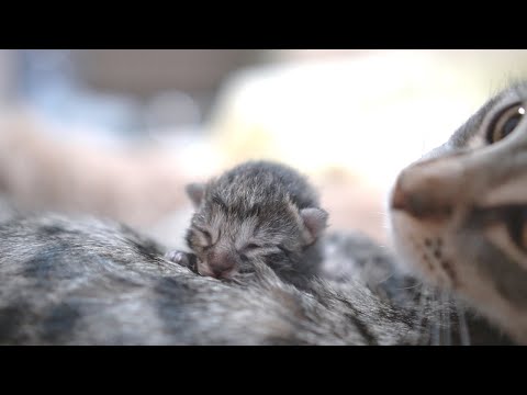 Cute kitten is going to bury the face in mother cats stomach