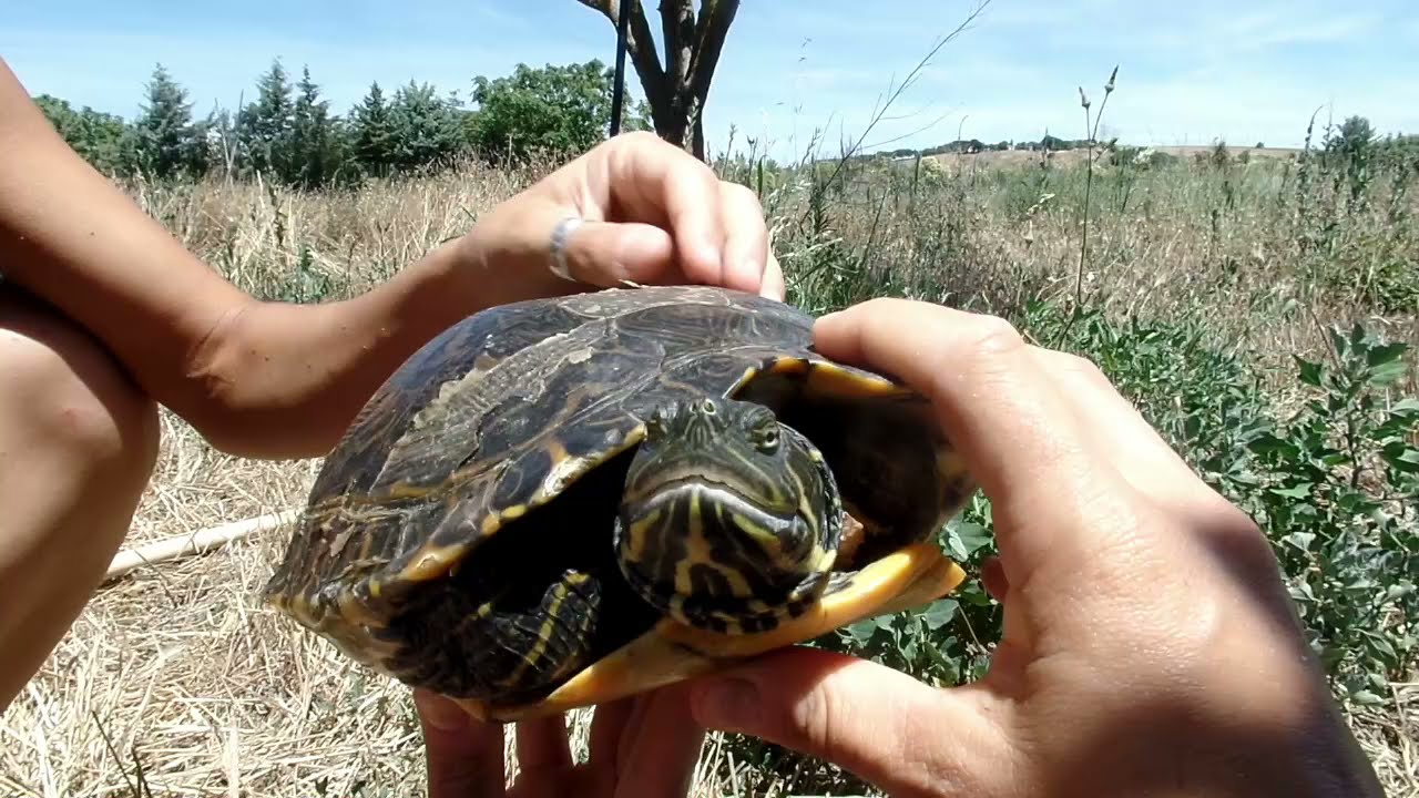 Psudemys concinna (tortuga jeroglífica)