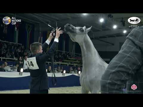 N 84 EL MEDIDA   AACHEN 2022   38° All Nations Cup   Fillies 3 Years Old Class 5B