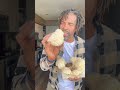 Keep it fresh! #lionsmane #mushroomvibes #shortsfood #diy