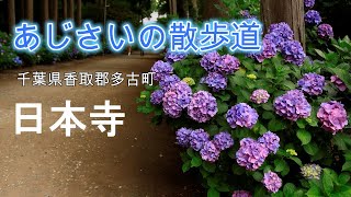 日本寺あじさい散歩