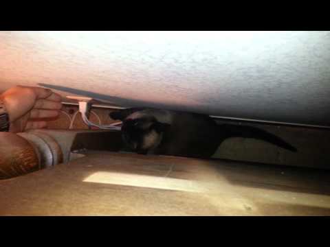 Tasha.. the meanest cat in the world