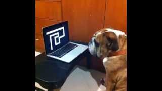 Perro no se asusta en el juego del laberinto.