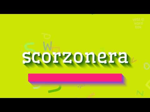 How to say "scorzonera"! (High Quality Voices)