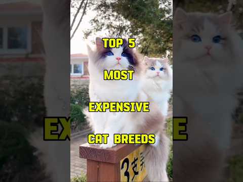 Luxury Cats Starting at $1,200! 😲 #shorts #viralshort