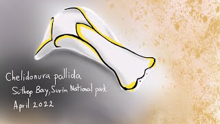 ISY PAINT BAR: Drawing of Chelidonura pallida sea slugs using Procreate on iPad