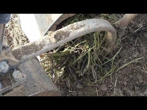 Winterweizenaussaat 2021