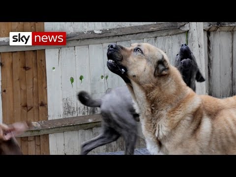 Special Report | How dangerous dogs are dealt with in the UK Video