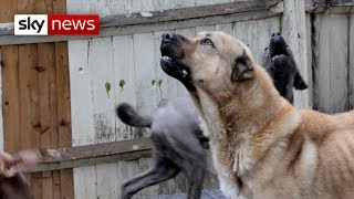 Special Report | How dangerous dogs are dealt with in the UK