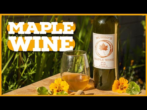 Fermenting Maple Syrup?!? Maple Wine Recipe 🍁