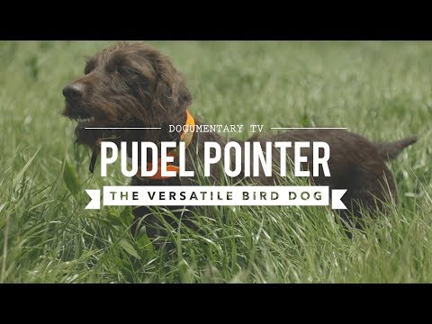 FIELD TRAINING: PUDELPOINTERS THE POODLE POINTER CROSS