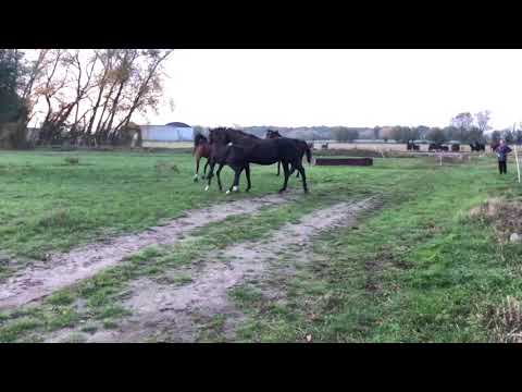 Secret x Likoto xx, Stutfohlen von 2019