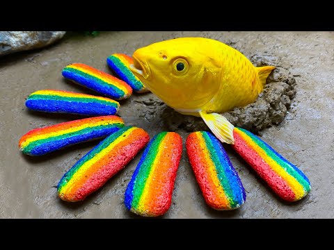 Stop motion Rainbow cookies Fish, Octopus ASMR - Mini magnetic balls boild carp, Experiment| Cuckoo
