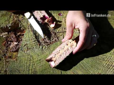 Tannenzapfenernte bei Weilersbach in der Fränkischen Schweiz