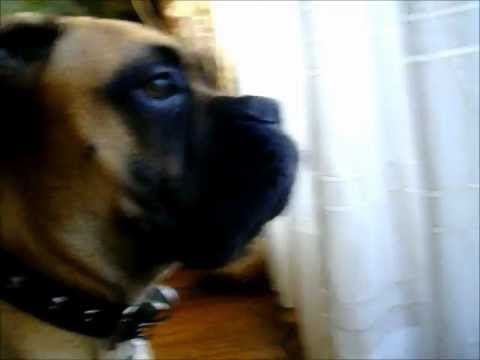 Raïssa La Bullmastiff Maullándo Una Espera