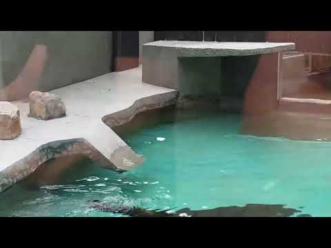 A Walk Through Kraków Zoo 🐾 Amazing Animals and Peaceful Nature