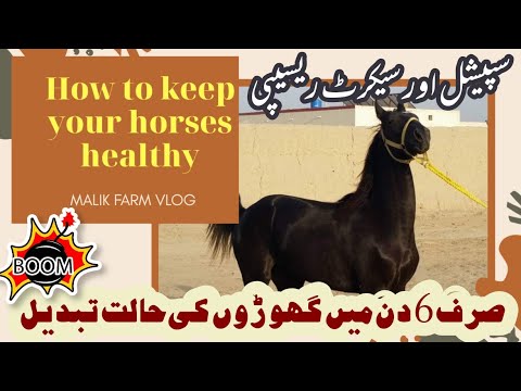 Horse Training