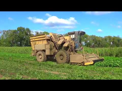 Harvesting Green Beans in Southern Michigan - September 2017