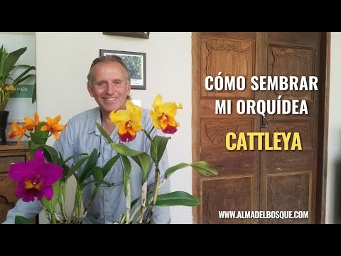 , title : 'Cómo sembrar mi orquídea Cattleya - Alma del bosque'
