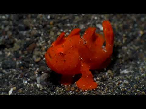 Lembeh Strait – Tribute to Our Incredible Guides - scuba diving video