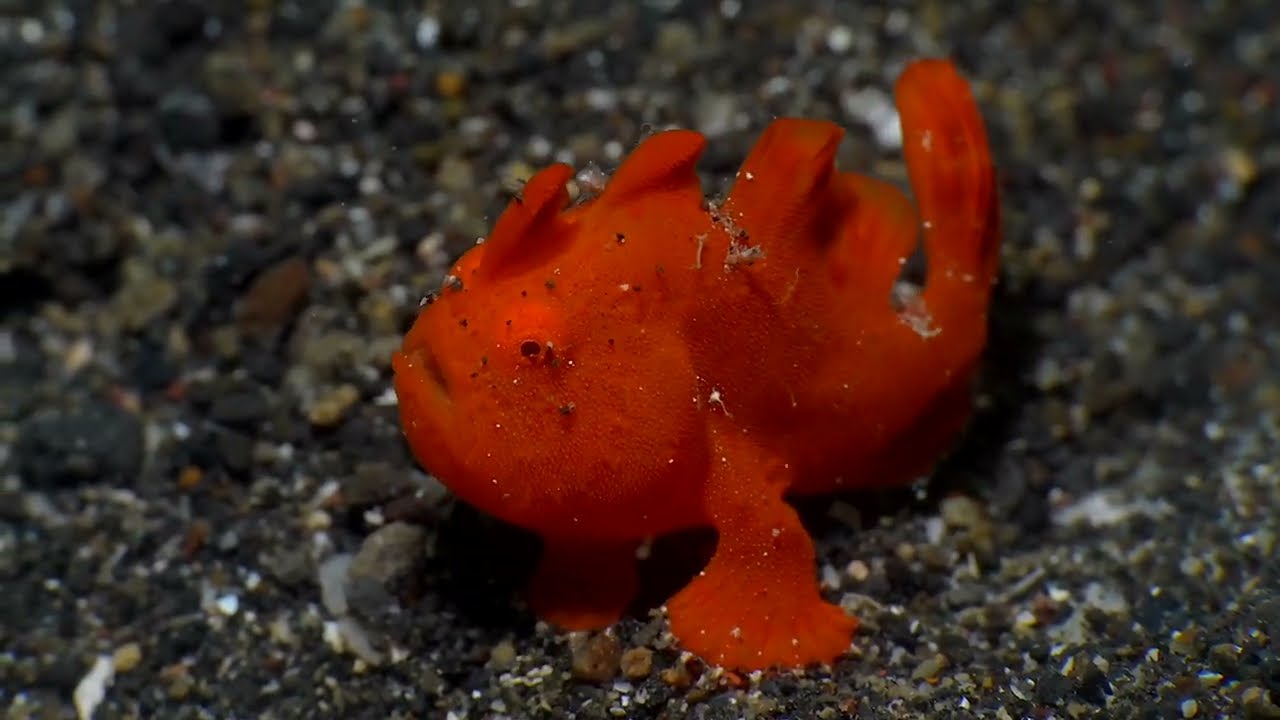 Lembeh Strait - Tribute to Our Incredible Guides