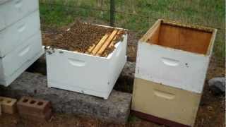 New Beekeeper - What to do now