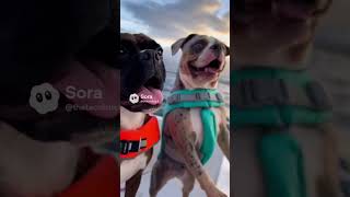 milly the brindle boxer and sky the merle american bully whale watching