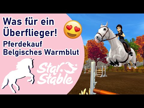 , title : 'Pferdekauf Belgisches Warmblut - das neue Springpferd in Star Stable | SSO'