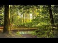 Relaxing Nature Sounds Forest - Meditation Study Sleep Spa Water Sounds Bird Song