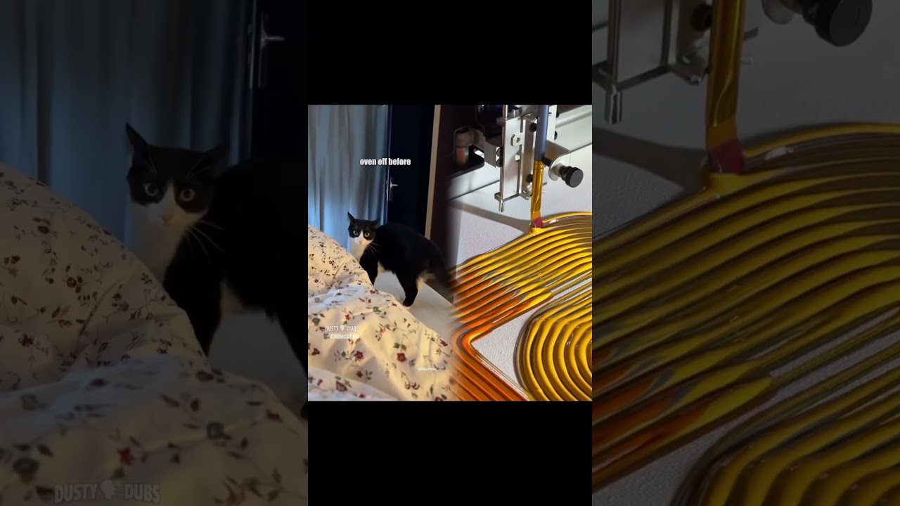 paw enforcement 2 🎥:‪@lilochipie‬#shorts