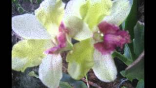 He Looked Beyond My Fault